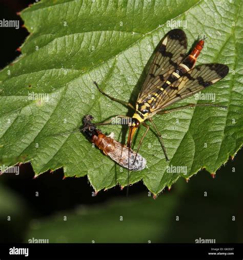 Close up de una hembra de mosca escorpión común Panorpa communis alimentarse de una presa de