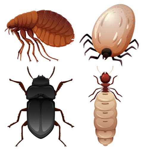 Fleas And Ticks Illustrations Royalty Free Vector Graphics And Clip Art