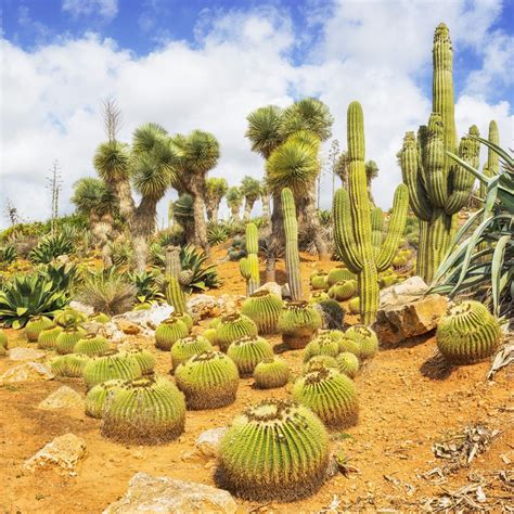 Lista 95 Imagen De Fondo Imágenes De Cactus En El Desierto Alta Definición Completa 2k 4k 122023