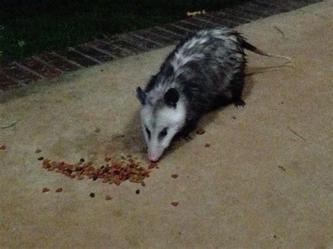 Check spelling or type a new query. Possum eating cat's food | aMINALS!! | Pinterest | Cats ...