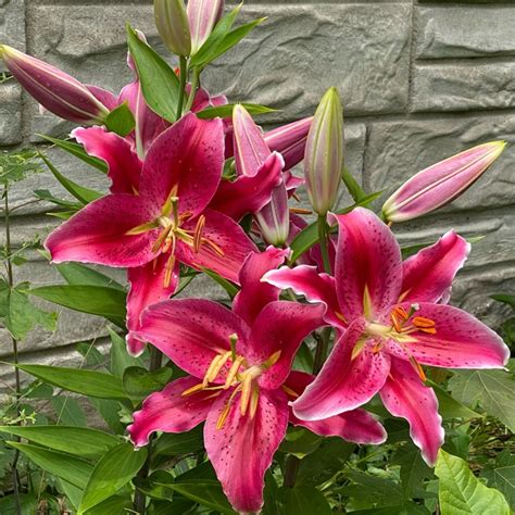 Lilium Entertainer Lily Entertainer Oriental Uploaded By
