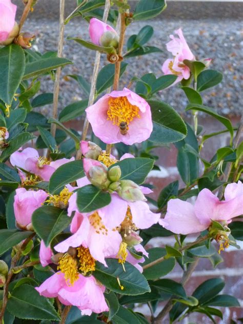 Available in 7cm pots through to our 30cm espaliered range. Garden of Aaron: The December Garden - Camellia sasanqua ...