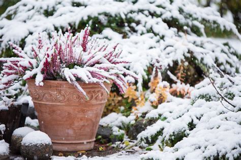 8 Gardening Tasks For Winter Weedender