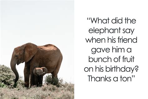 115 Elephant Jokes Thatll Give You The Giggles Bored Panda