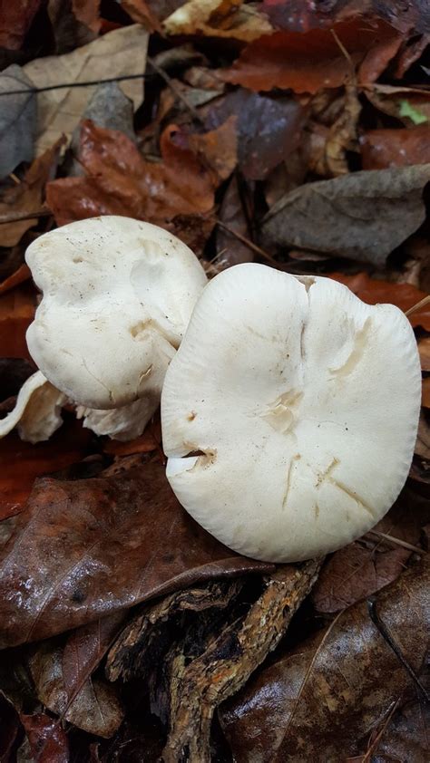 White Mushroom Identifying Mushrooms Wild Mushroom Hunting