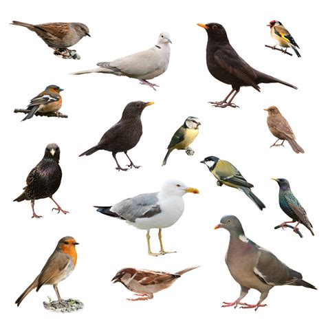 Different Types Of Birds Species