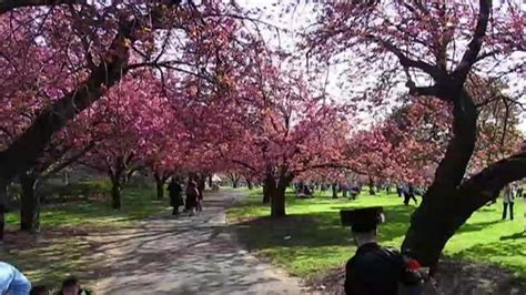 Cherry Blossom Time Lapse At Brooklyn Botanic Garden Brooklyn