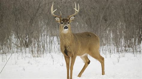 1080p Free Download White Tail Buck Snow White Tail Buck Nature