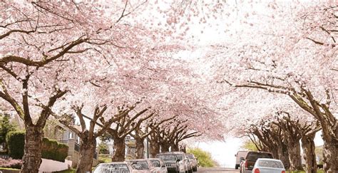 21 Places To See Beautiful Cherry Blossoms In Vancouver Photos