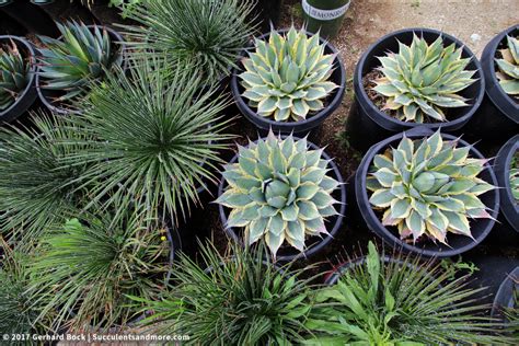 Facebook is showing information to help you better understand the purpose of a page. Sunland Cactus Nursery