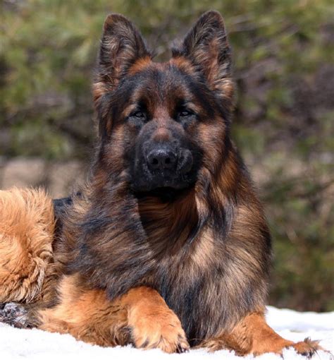 Long Haired Red Sable German Shepherd