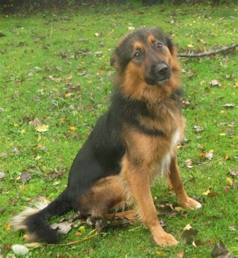 Although the primary role of the border collie is to herd livestock, the breed is becoming increasingly popular as a companion animal. 7 Facts That Will Make You Love the Border Collie German ...