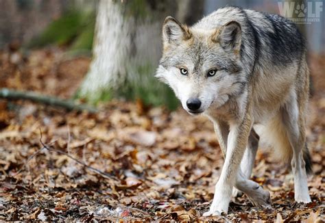 Conservationists Celebrate Northward Roaming Mexican Gray Wolf Wolf