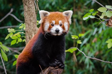 The Cutest Red Panda In The World