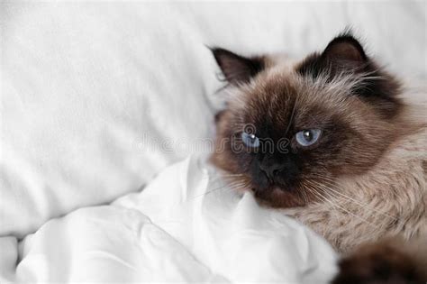 Cute Balinese Cat On Bed At Home Fluffy Pet Stock Image Image Of
