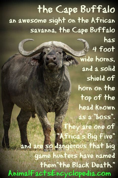 Cape Buffalo Facts Animal Facts Encyclopedia