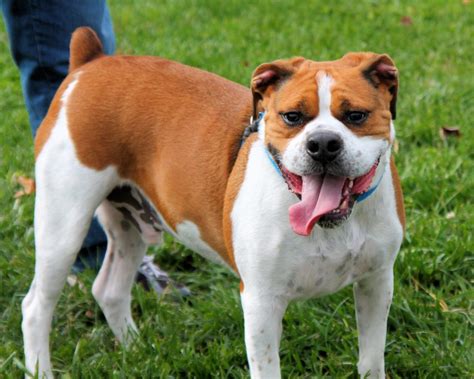 Beagle terrier mix welpe beagle welpe er ist super lieb und beherrscht grundkomandos. Boxer & Beagle Mix (A.K.A. boggle dog) - breed info ...