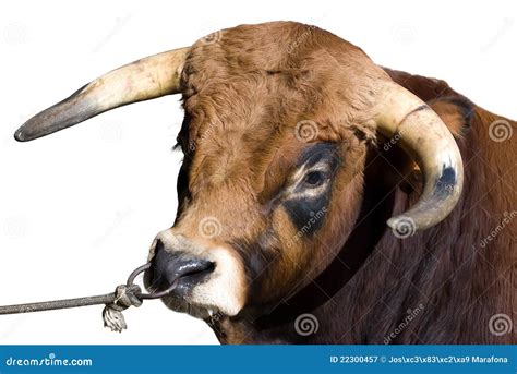 6900 Bull Head Horns Photos Free And Royalty Free Stock Photos From