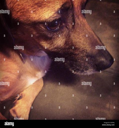 Dog In Profile Stock Photo Alamy