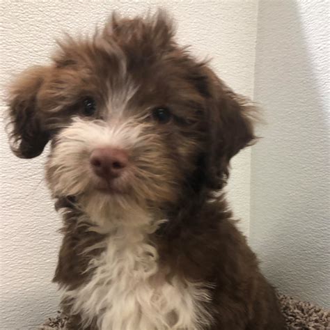 One male two all black; Petland Kansas City has Havanese puppies for sale! Check ...