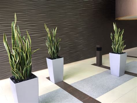 Pdi Plants Blog Beautiful Interior Office Plants For Your Corporate Lobby