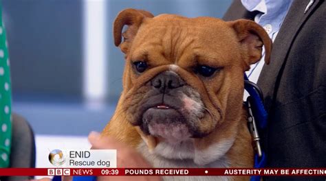 31 Of The Best Damn Dogs On Bbc News