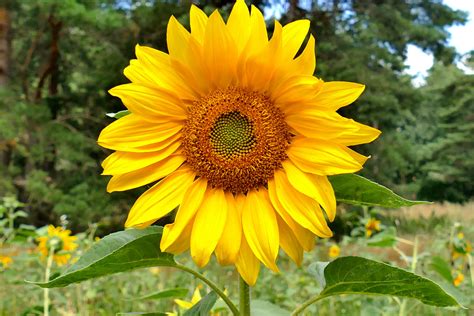 Free Images Field Summer Macro Botany Colorful Yellow Flora