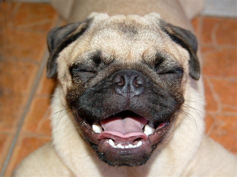 Laughing Pug Rpug