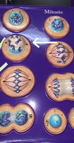 Mitosis Flashcards Quizlet