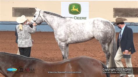 2020 Aqha Select Performance Halter Mares Youtube