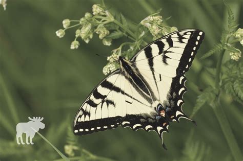 Where Do Tiger Swallowtails Lay Their Eggs — Forest Wildlife