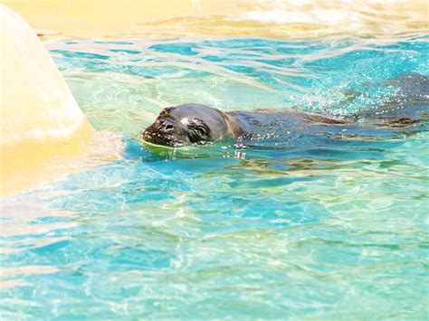 Hawaiian Monk Seal Habitat On Oahu Sea Life Park Hawaii