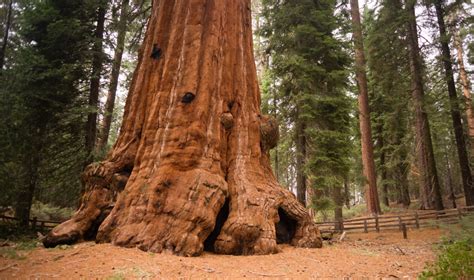 Trump Plan Could Open This Giant Sequoia Monument To