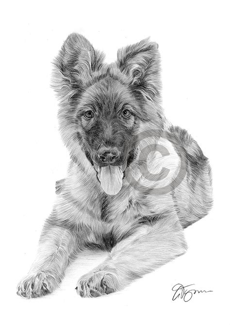 14 Best Ideas For Coloring Realistic German Shepherd Drawing