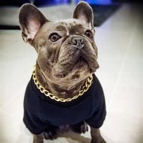 Large with a square shape. Cuban Link 20mm Dog Gold Chain | French bulldog, White ...