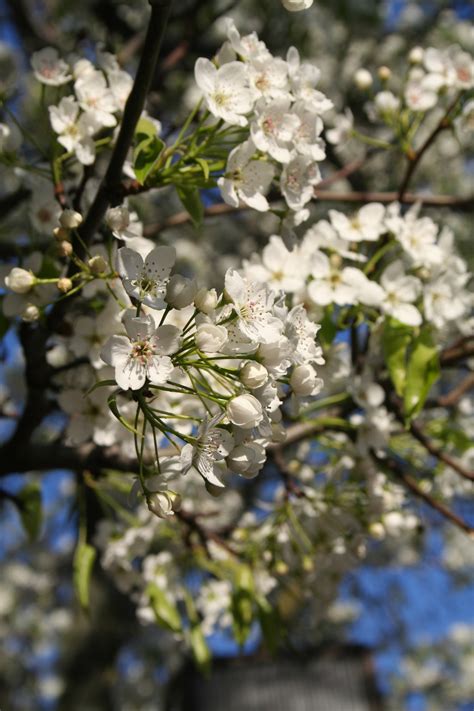 Tree With White Flowers Blooming Now Awesome White Blooms On Trees In