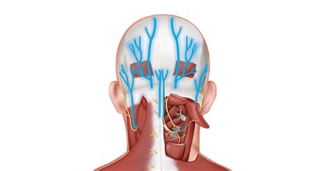 Occipital Neuralgia Causes Symptoms Diagnosis Treatme