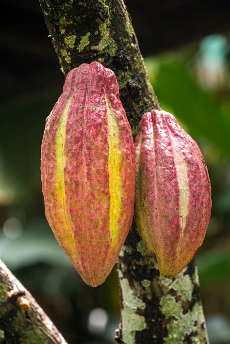 Cocoa Fruit Hanging On The Tree Amazing Wholeness