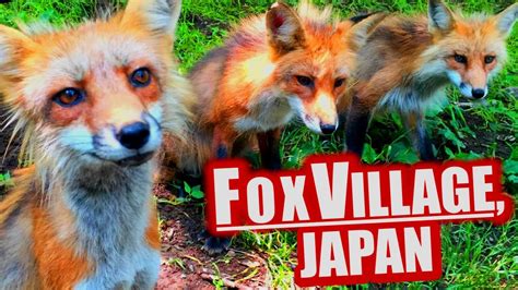 Gemma is a freelance writer and animal welfare advocate. Fox Village, Japan: Cutest Place on Earth | Japan ...