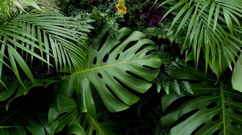 Green Tropical Leaves Monstera Palm Fern And Ornamental Plants