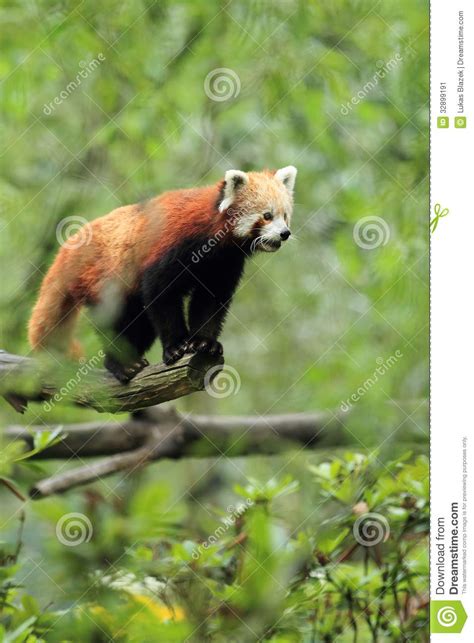 Red Panda Stock Image Image 32899191