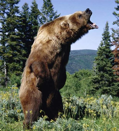Kodiak Brown Bear Kodiak Bear Alaskan Brown Bear Grizzly Bear