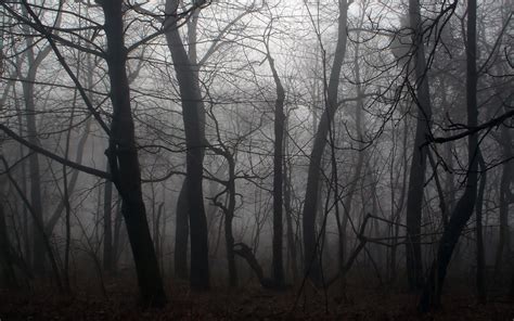 48 Scary Forest Wallpaper On Wallpapersafari
