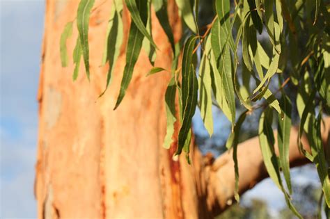 Eucalyptus Tree Leaves · Free Photo On Pixabay
