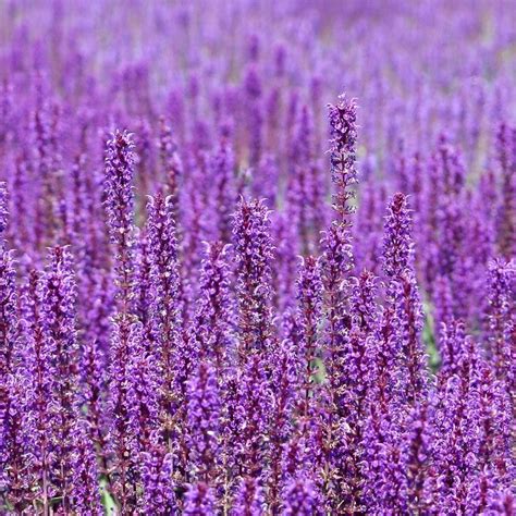 Purple Field Of Flowers Wallpapers Wallpaper Cave