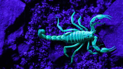 Canadas Venomous Scorpions Glow As They Hunt Prey In The Dark Of Night
