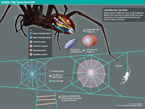 Unraveling Spider Silk ~ Science Storiented