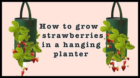 How To Grow Strawberries In A Hanging Planter 🍓🍓🍓 Youtube