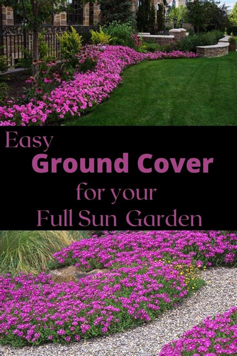 Simply keep an eye on that bed for a day and jot down in your garden journal how much direct sun the bed receives, if any. Easy Ground Cover for a Garden Down South ~ Garden Down ...