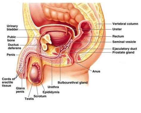 Male Reproductive System Reproductive System Anatomy Physiology